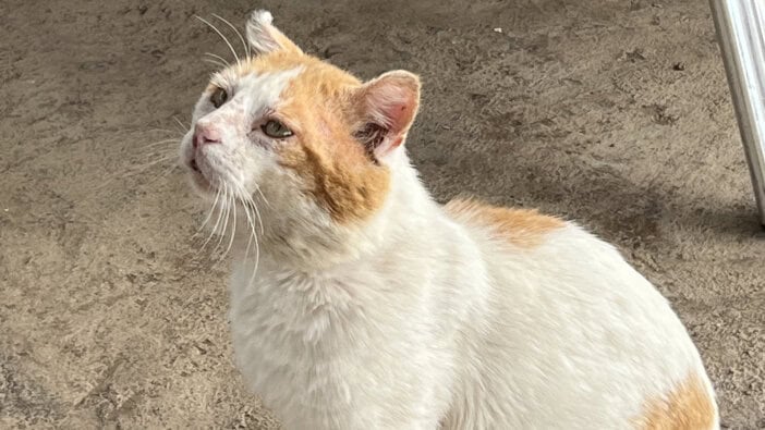 El Rincon De Edu Bananenplantage Teneriffa Katze