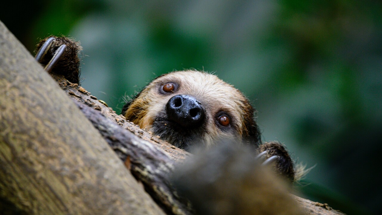 Faultiere im Loro Parque bekommen Nachwuchs