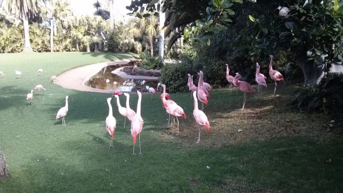 Flamingos Loro Parque