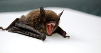 Fledermaus Kanaren