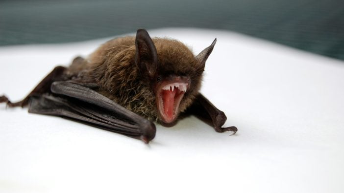 Fledermaus Kanaren