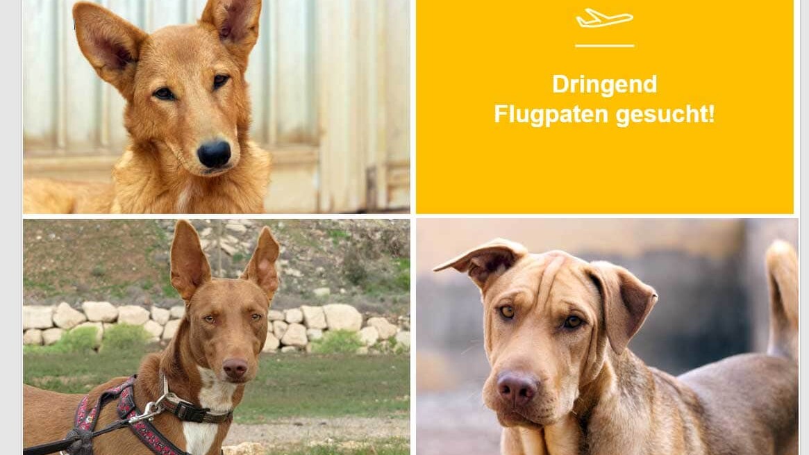 Flugpaten nach Deutschland dringend gesucht