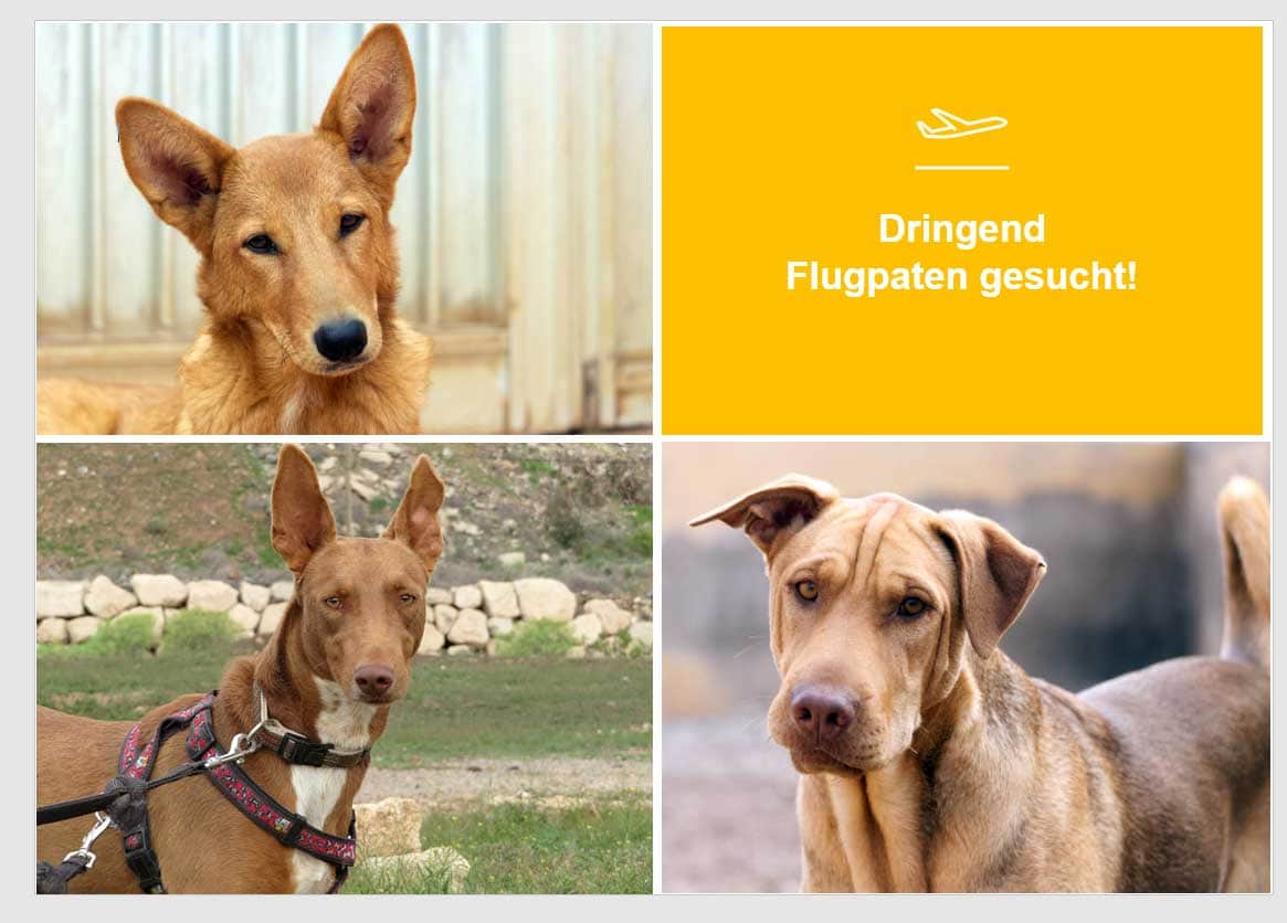 Flugpaten Teneriffa-Tiere Arche Noah
