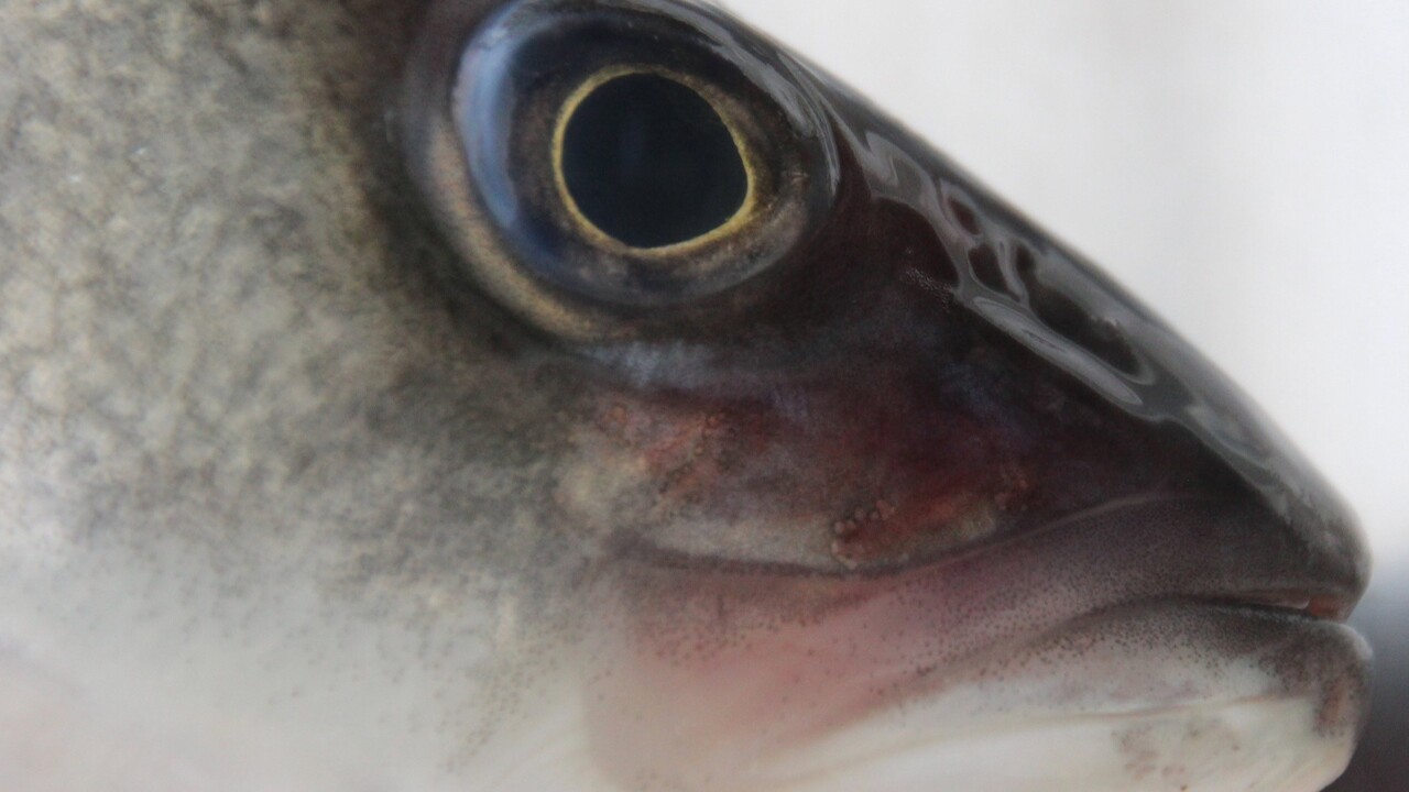 Daran erkennen Sie frischen Fisch auf den Kanaren