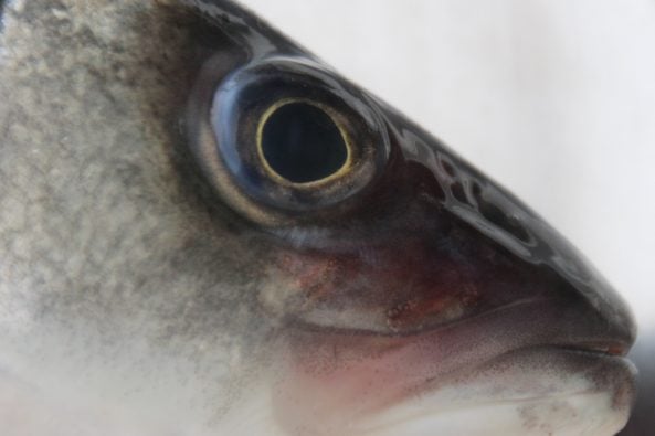 Fisch Lubinja Auge