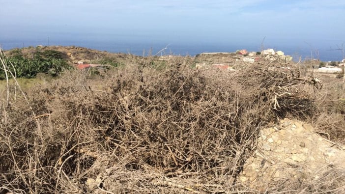 Trockenheit auf Teneriffa 2017 04