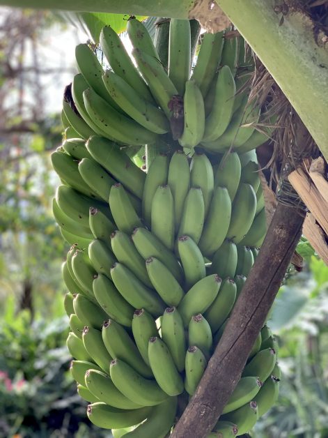 Erntekrise? Kanaren melden so wenig Bananen wie vor 25 Jahren