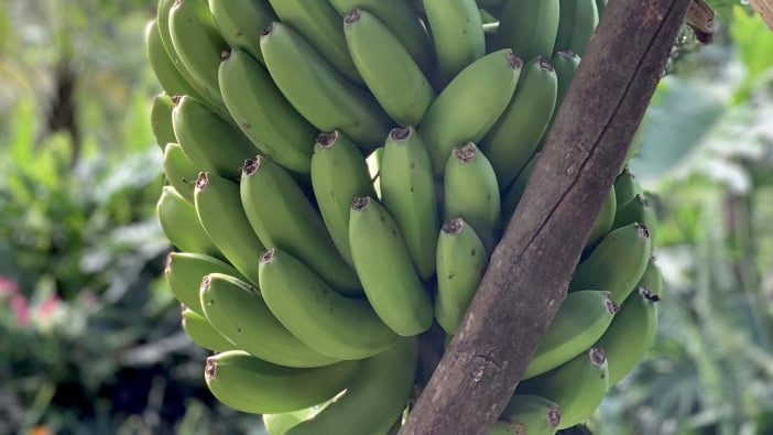 Hotel Botanico Teneriffa Garten Bananenstaude