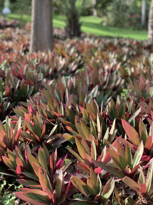 Hotel Botanico Teneriffa Garten Beet