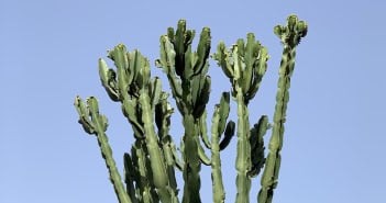 Hotel Botanico Teneriffa Garten Kakteen