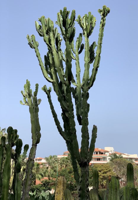 Hotel Botanico Teneriffa Garten Kakteen