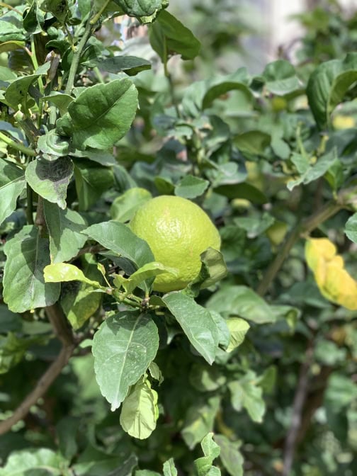 Hotel Botanico Teneriffa Garten Limone
