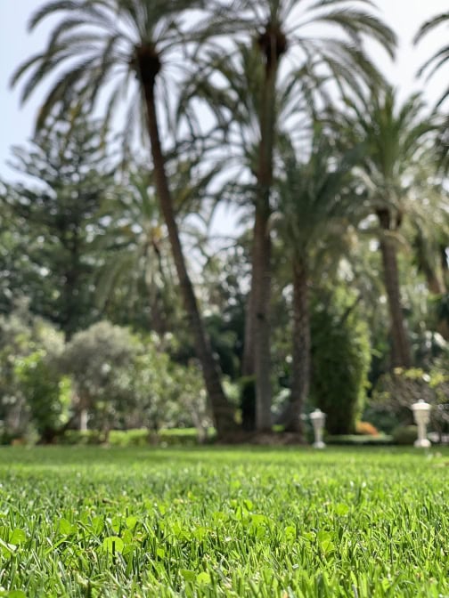 Hotel Botanico Teneriffa Garten Wiese Palmen
