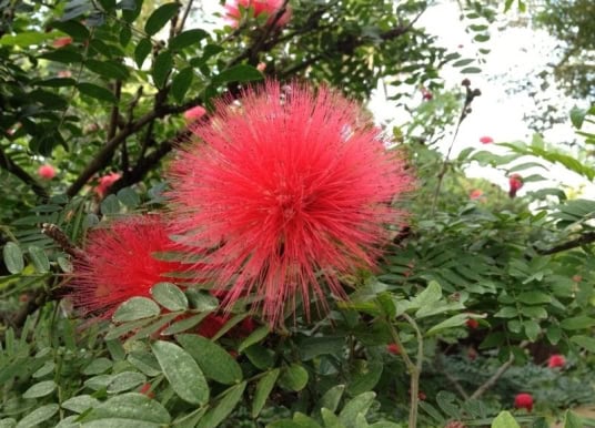 Botanischer Garten Teneriffa