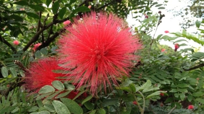Botanischer Garten Teneriffa