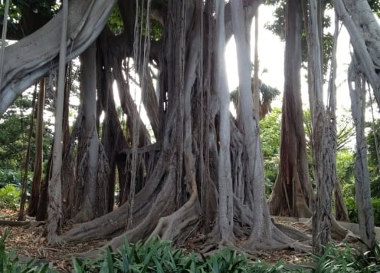 Botanischer Garten Würgefeige