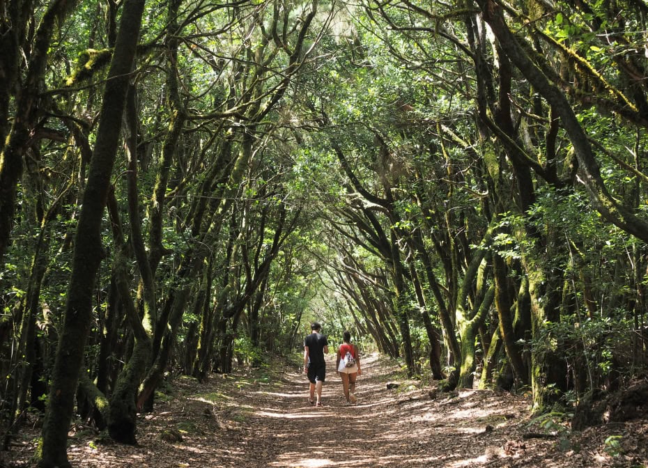 La Gomera Highlights Nationalpark Garajonay