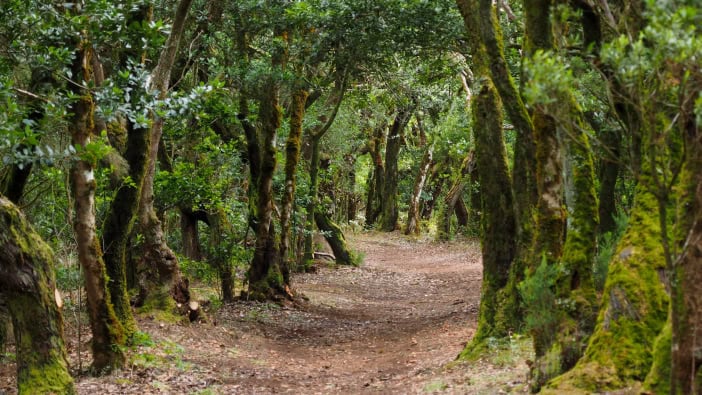La Gomera Highlights Nebelwald