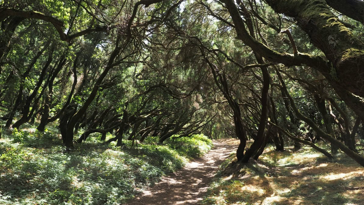 La Gomera Highlights Nebelwald Wanderung