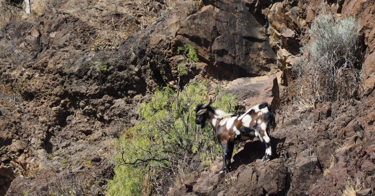 Teneriffa: So sollen  Ziegen und Schafe Waldbrände verhindern