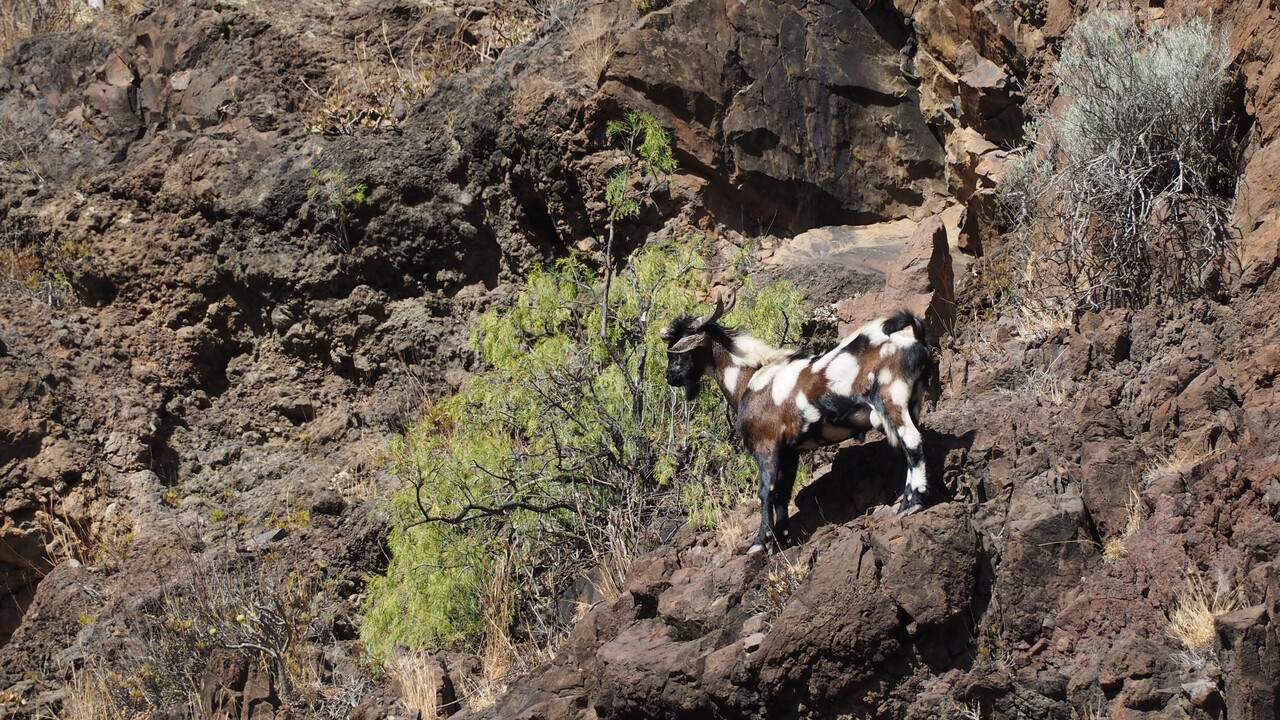 Teneriffa: So sollen  Ziegen und Schafe Waldbrände verhindern