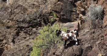 La Gomera Highlights Ziege