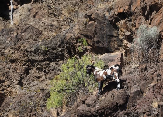 La Gomera Highlights Ziege
