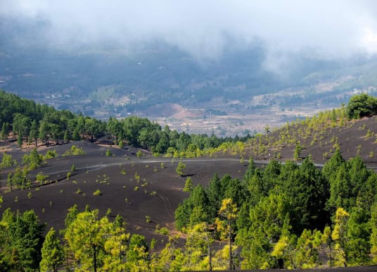 La Palma will Arabischen Emiraten Land überlassen – scharfe Kritik