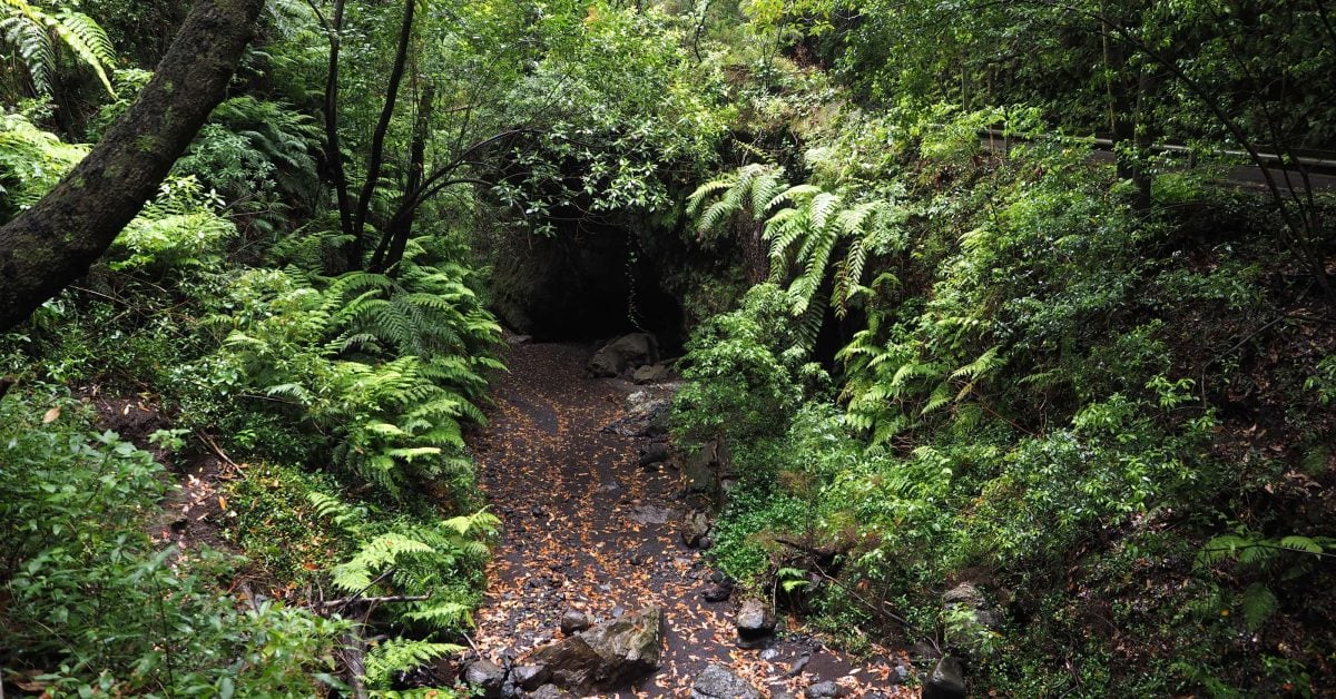 Umweltschützer fordern Einschränkung für beliebten Wald auf La Palma