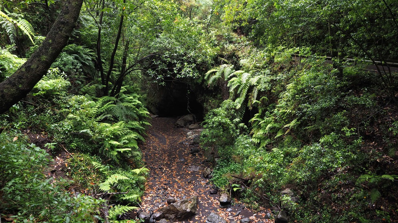 Umweltschützer fordern Einschränkung für beliebten Wald auf La Palma