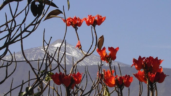 Lieblingsorte Kanaren Teneriffa Afrikanische Tulpenbaumblüten Teide La Paz Ronald Otto