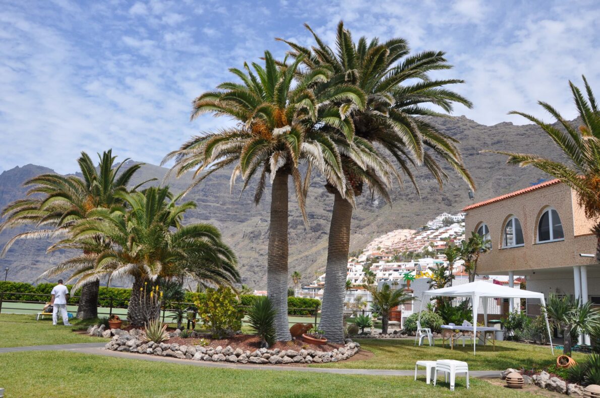 Lieblingsorte Kanaren Teneriffa Palmen Frank R.