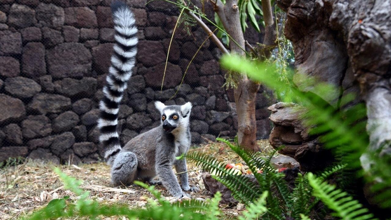 Süßes Katta-Baby im Loro Parque geboren