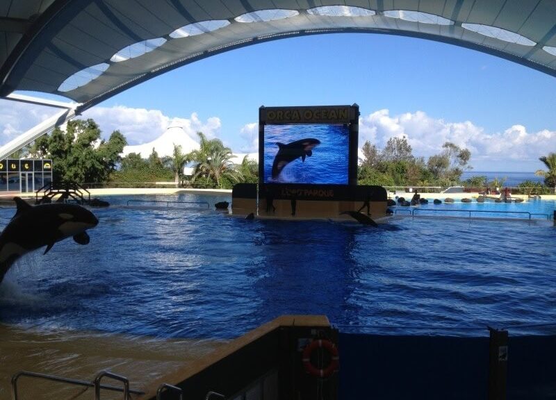 Loro Parque feiert 40-jähriges Jubiläum