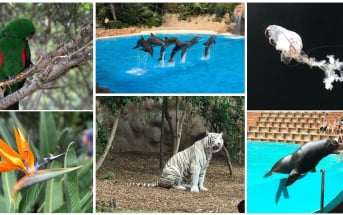 Loro Parque Teneriffa Collage
