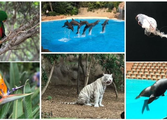 Loro Parque Teneriffa Collage