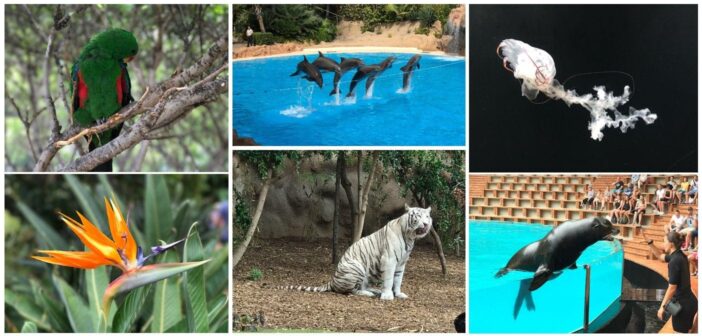 Die besten Fotos aus dem Loro Park auf Teneriffa