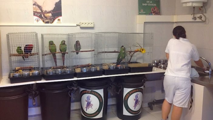 Loro Parque Foundacion