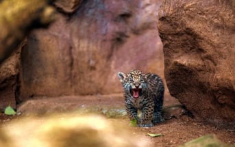 Loro Parque Jaguar-Babys gefährlich