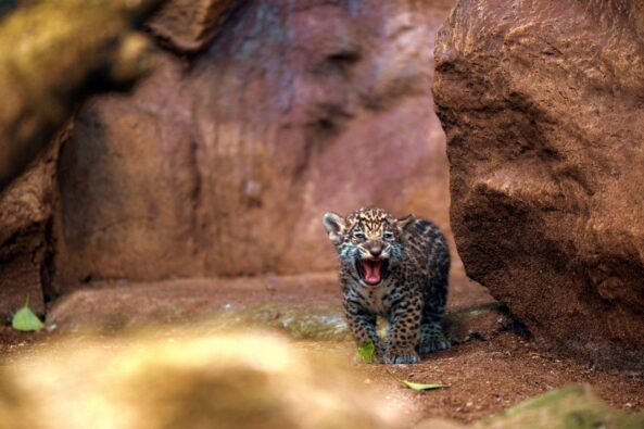 Süß und Tapsig: Das ist der Jaguar-Nachwuchs im Loro Parque