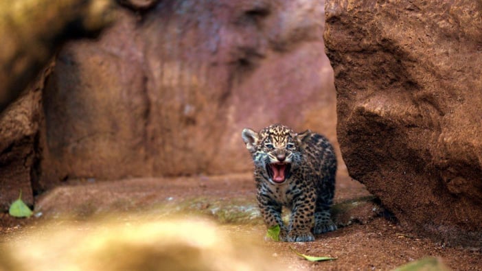 Loro Parque Jaguar-Babys gefährlich