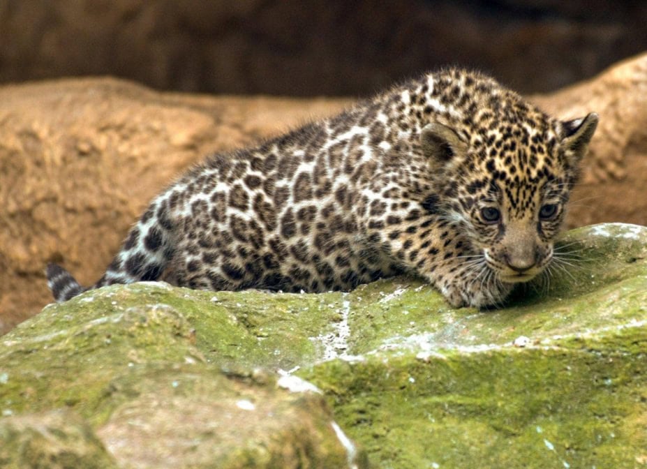 Loro Parque Jaguar-Babys Mama gespannt