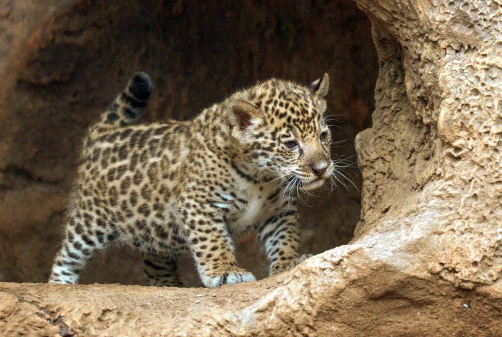 Loro Parque Jaguar-Babys neugierig