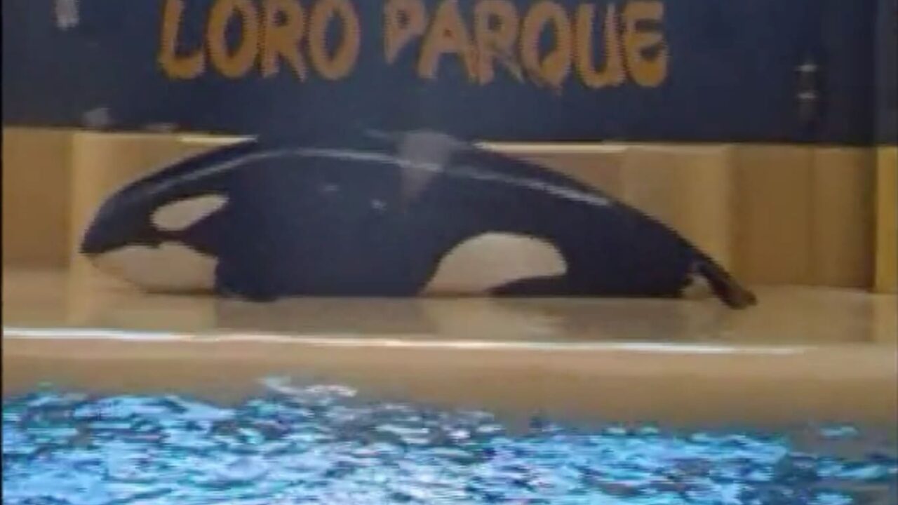 Loro Parque: Orca Morgan sorgt erneut für Aufregung