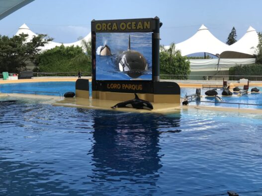 Loro Parque auf Teneriffa kämpft für zwei neue Orcas