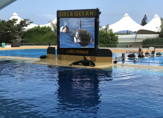 Loro Parque auf Teneriffa kämpft für zwei neue Orcas