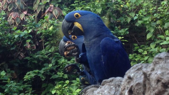 Loro Parque Teneriffa Papageien Gruppe