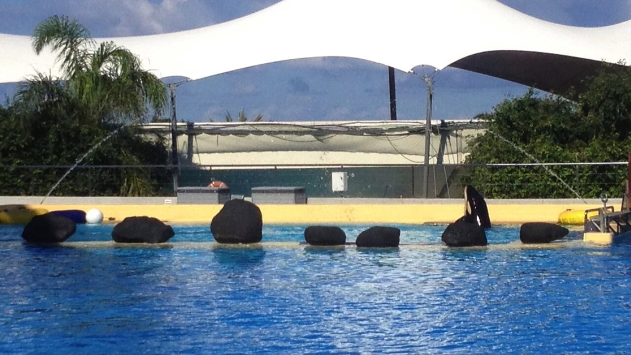 Loro Parque: Orca-Baby Vicky ist tot