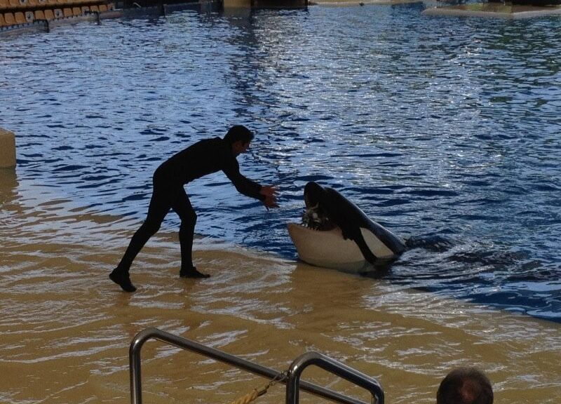 Loro Parque wirft Tierschützern „Hetzkampagne“ vor