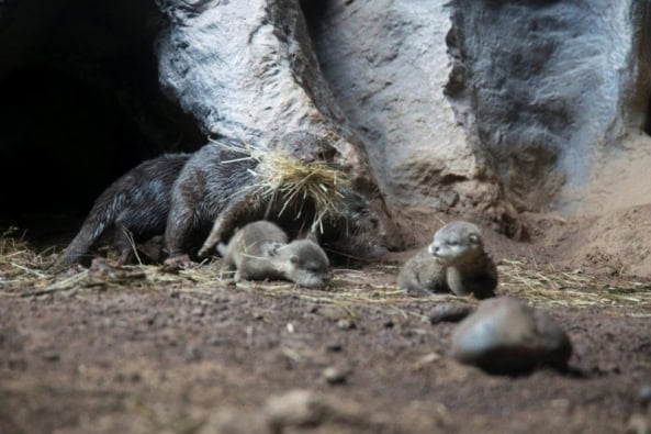Otter-Babys Loro Parque Teneriffa